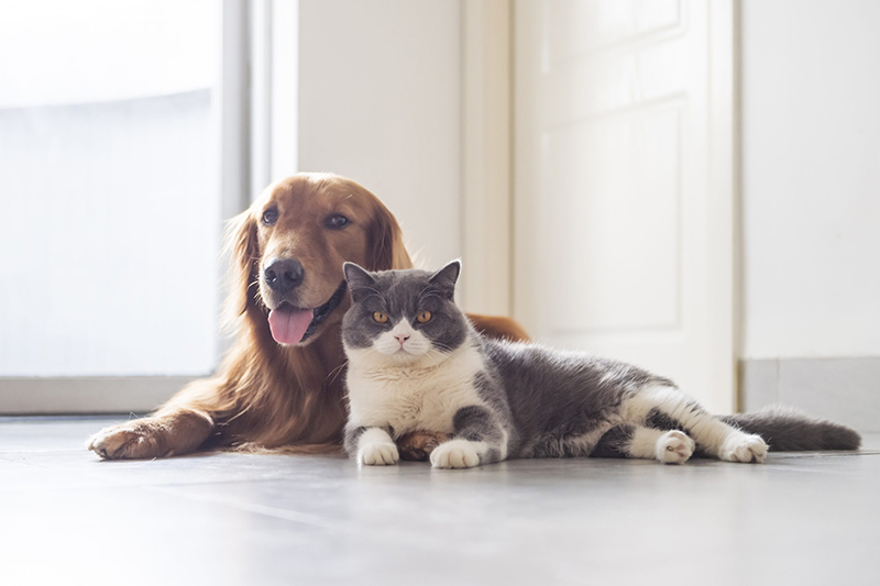 Sporten met dieren