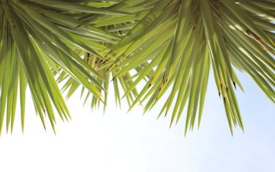 De verschillende soorten Yucca’s: een gids voor populaire variëteiten